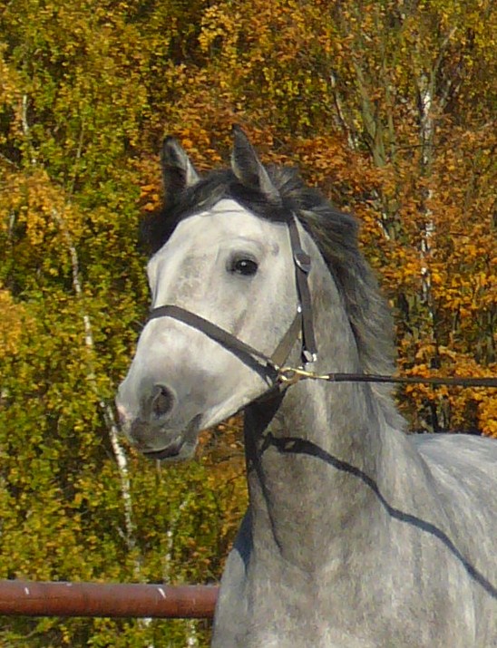 Cai